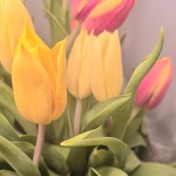 Assorted Tulips