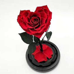 Single red rose in a black dome display case