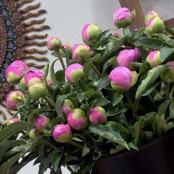 Bouquet of pink peony buds with green foliage in a dark container