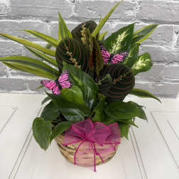Butterfly Garden - plants may vary