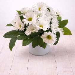 Darling Daisy