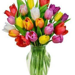 Colorful tulips arranged in a clear glass vase
