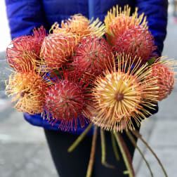 Protea Sunset