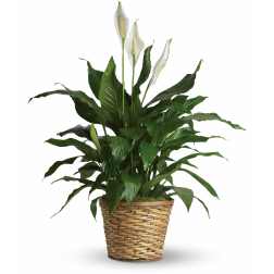 White peace lilies in a woven basket planter