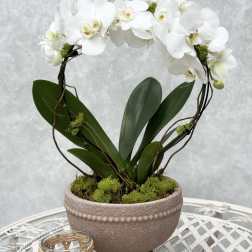 Large Infinity Orchid