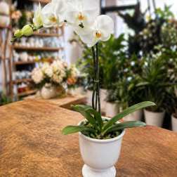 Beautiful Potted Orchid