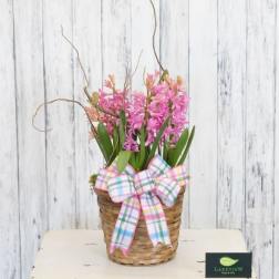 Hyacinth