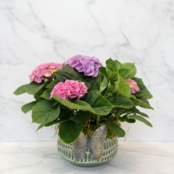 Potted Hydrangea Planter