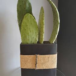 Cactus Plants PL102