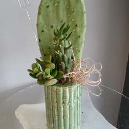 Cactus plant PL103