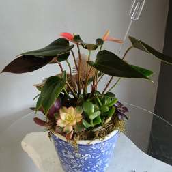 Succulents with plant PL104