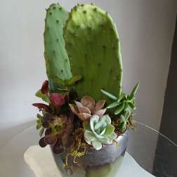 Succulents and cacti PL108