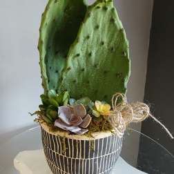 Succulents and cactus in pot PL107