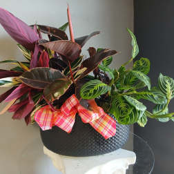 Potted mix plants PL110