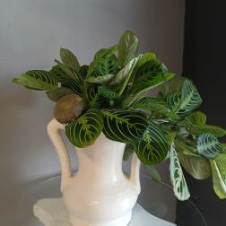 Leafy plant in potted vase #808
