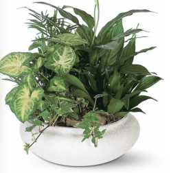 Small green planter