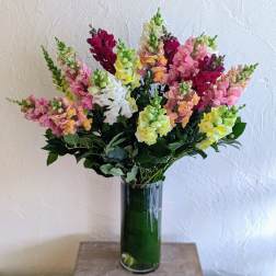 Awww Snapdragon!