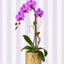 Vivid Purple Orchid – Gold Vase | Designer’s Choice