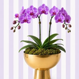 Purple Orchid Garden – Double Stem | Luxe Gold Bowl
