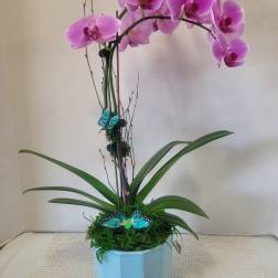 Purple Single Stem Cascading