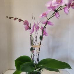 Sweet Lavender in Glass