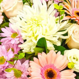 Bouquet of pink daisies, white chrysanthemum, and cream roses