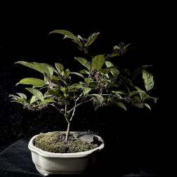 Bonsai- Japanese Winterberry