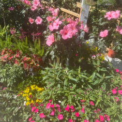 Pink hibiscus flowers in a lush garden bed