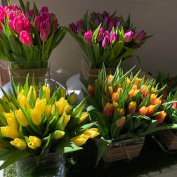 Bouquets of pink and yellow tulips in clear containers