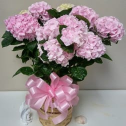 Pink hydrangea arrangement in a woven basket with a pink ribbon bow