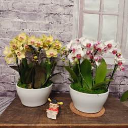 Orchid Waterfall Garden Planter