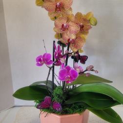 Peach Container