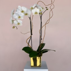 LF383 Two Stem Orchid