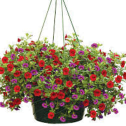 Hanging basket of red and purple flowers in a dark container