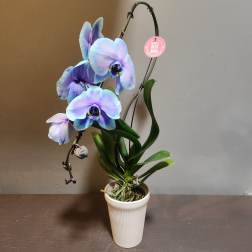 Plants: Waterfall Orchid - Ocean Night
