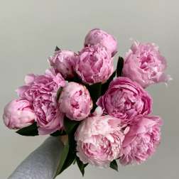 Pink Peonies!