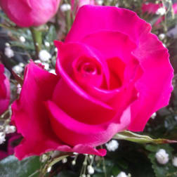 Dozen Long Stemmed Pink Roses