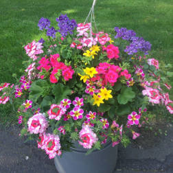 Beautiful Blooms Hanging Basket