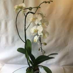 True Orchid Love