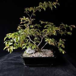 Bonsai- Korean Hornbeam