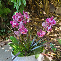 Orchid Garden Luxe