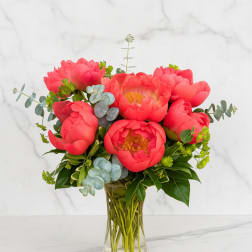 Coral Charm Peonies