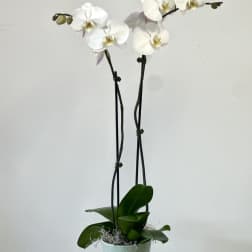 White Phalaenopsis Orchids by Westford Florist Art by Veny