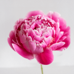Single pink peony bloom on a plain light background