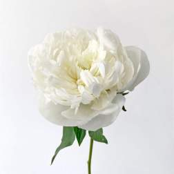 Single white peony bloom with a green stem on a plain background