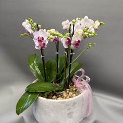 Mom's Garden of Grace