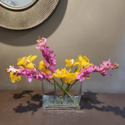 Chic Orchids