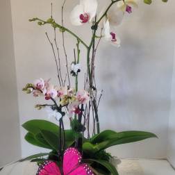 White Orchids