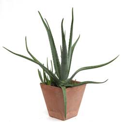 Potted aloe plant in a copper-colored square container