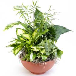 Mixed green houseplants arranged in a terracotta bowl planter